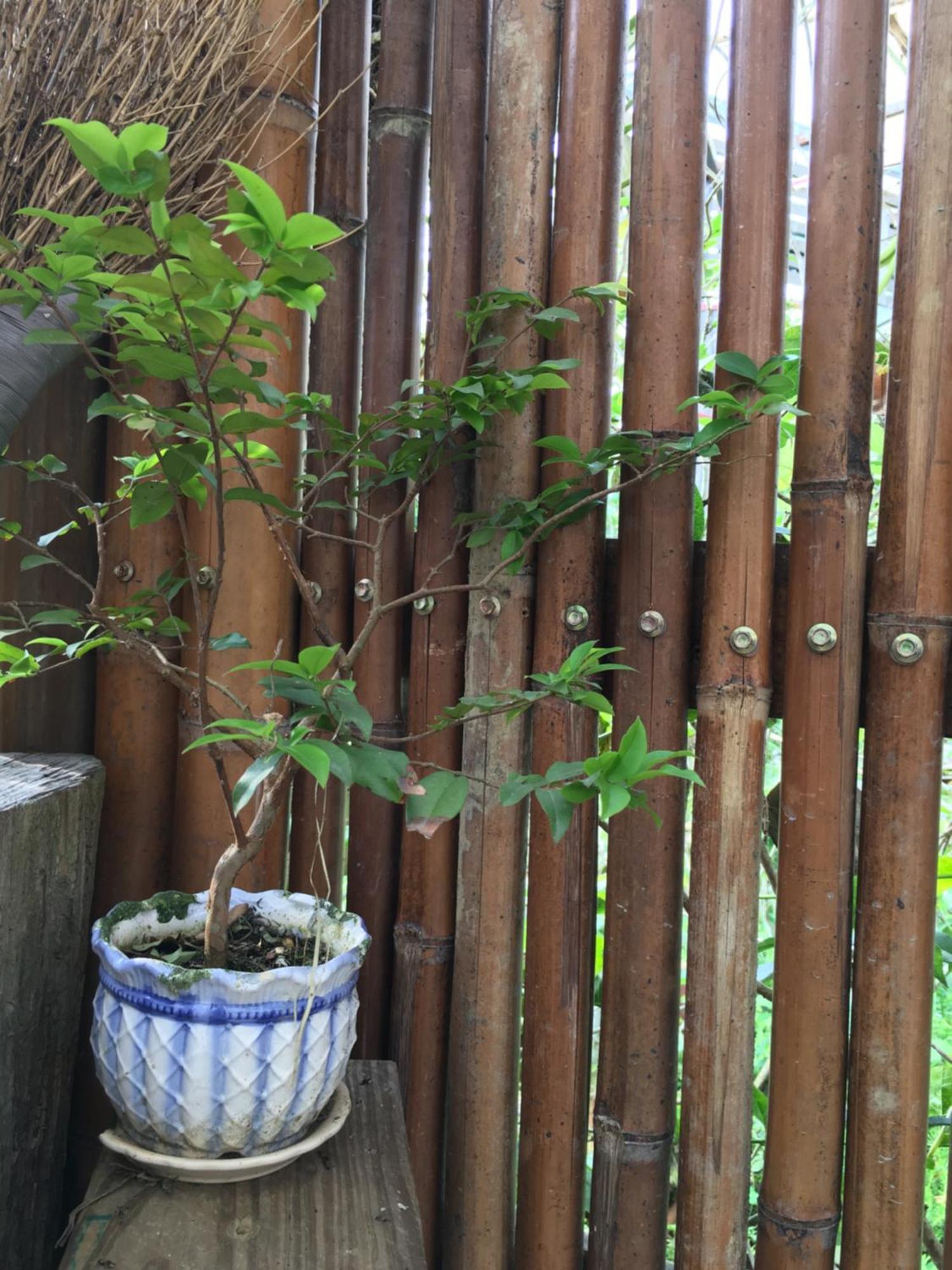 Jia'S Homestay 루구 외부 사진